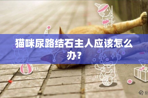 貓咪尿路結石主人應該怎么辦？