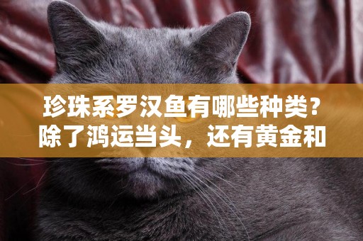 珍珠系羅漢魚有哪些種類？除了鴻運當頭，還有黃金和滿銀