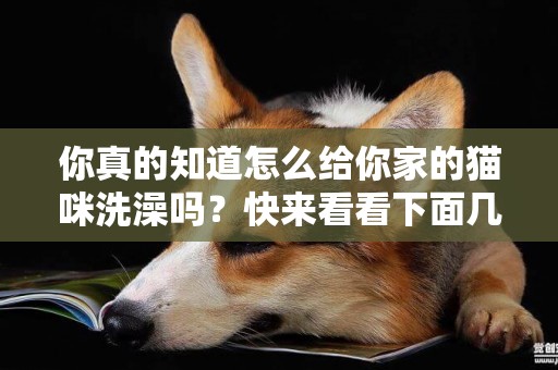你真的知道怎么給你家的貓咪洗澡嗎？快來看看下面幾點你做對了嗎