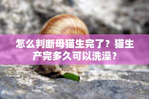 怎么判斷母貓生完了？貓生產完多久可以洗澡？