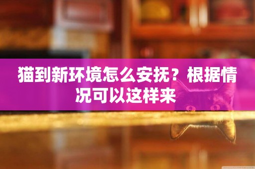 貓到新環境怎么安撫？根據情況可以這樣來 