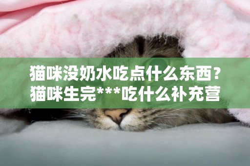 貓咪沒奶水吃點什么東西？貓咪生完***吃什么補充營養