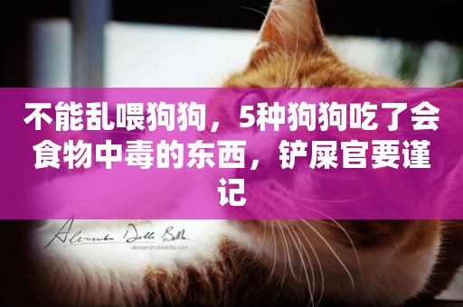 不能亂喂狗狗，5種狗狗吃了會食物中毒的東西，鏟屎官要謹記