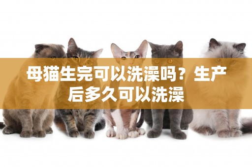 母貓生完可以洗澡嗎？生產后多久可以洗澡