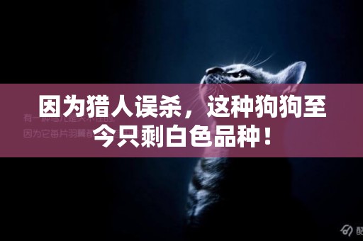 因為獵人誤殺，這種狗狗至今只剩白色品種！