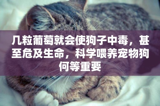 幾粒葡萄就會使狗子中毒，甚至危及生命，科學喂養寵物狗何等重要