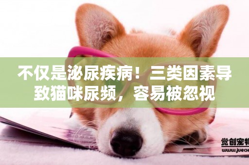不僅是泌尿疾病！三類因素導致貓咪尿頻，容易被忽視