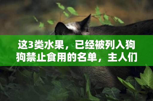 這3類水果，已經被列入狗狗禁止食用的名單，主人們別亂喂！
