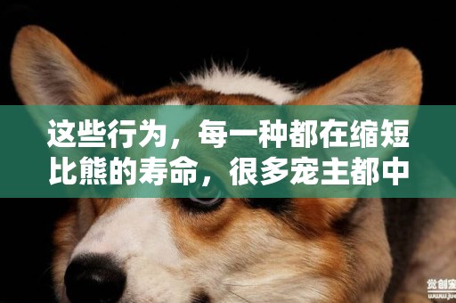 這些行為，每一種都在縮短比熊的壽命，很多寵主都中招了！