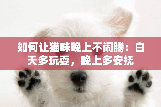 如何讓貓咪晚上不鬧騰：白天多玩耍，晚上多安撫