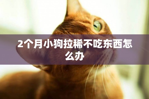 2個月小狗拉稀不吃東西怎么辦