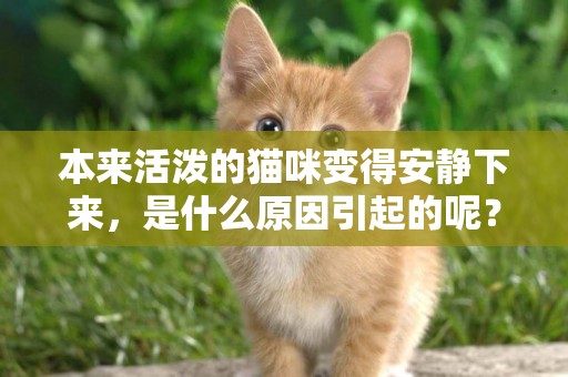 本來活潑的貓咪變得安靜下來，是什么原因引起的呢？一起來看看吧