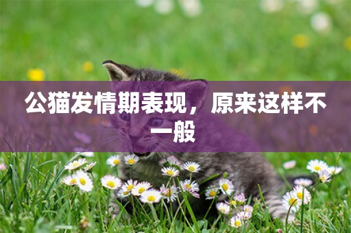 公貓發情期表現，原來這樣不一般 
