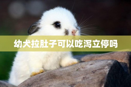 幼犬拉肚子可以吃瀉立停嗎