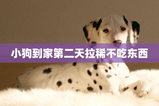 小狗到家第二天拉稀不吃東西