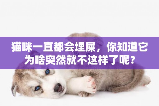 貓咪一直都會埋屎，你知道它為啥突然就不這樣了呢？