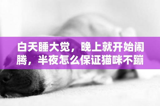 白天睡大覺，晚上就開始鬧騰，半夜怎么保證貓咪不蹦迪