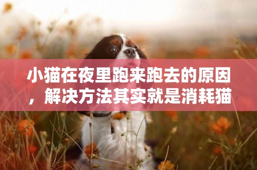 小貓在夜里跑來跑去的原因，解決方法其實就是消耗貓的精神！