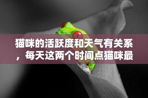 貓咪的活躍度和天氣有關系，每天這兩個時間點貓咪最興奮