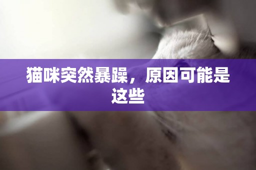 貓咪突然暴躁，原因可能是這些