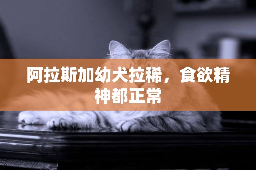 阿拉斯加幼犬拉稀，食欲精神都正常
