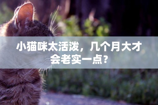 小貓咪太活潑，幾個月大才會老實一點？