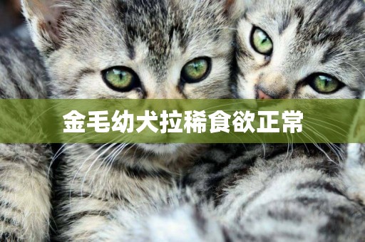 金毛幼犬拉稀食欲正常