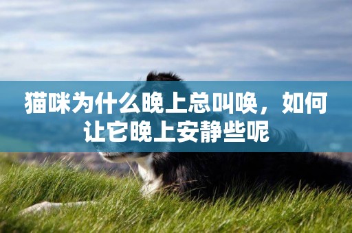 貓咪為什么晚上總叫喚，如何讓它晚上安靜些呢