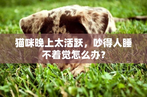 貓咪晚上太活躍，吵得人睡不著覺怎么辦？