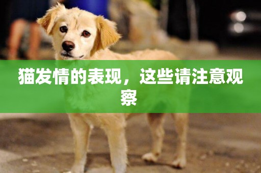 貓發情的表現，這些請注意觀察 