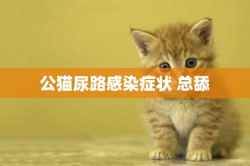 公貓尿路感染癥狀 總舔