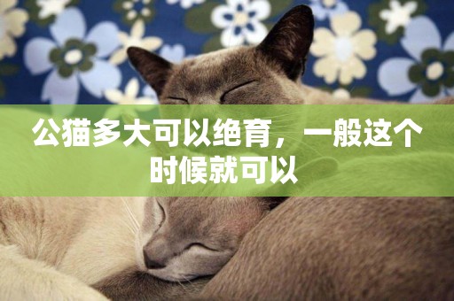 公貓多大可以絕育，一般這個時候就可以 