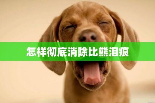 怎樣徹底消除比熊淚痕