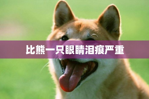 比熊一只眼睛淚痕嚴重