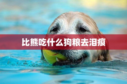 比熊吃什么狗糧去淚痕