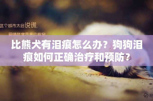比熊犬有淚痕怎么辦？狗狗淚痕如何正確治療和預防？