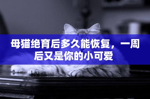 母貓絕育后多久能恢復，一周后又是你的小可愛 