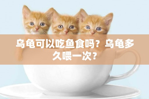 烏龜可以吃魚食嗎？烏龜多久喂一次？