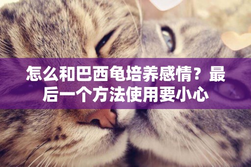 怎么和巴西龜培養感情？最后一個方法使用要小心