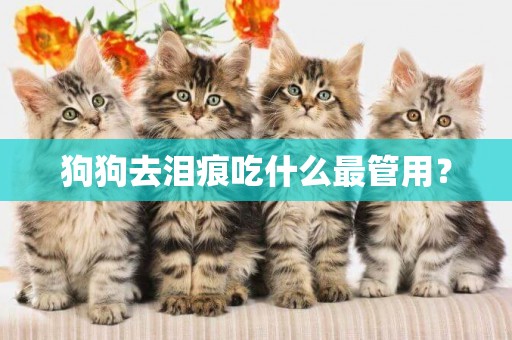 狗狗去淚痕吃什么最管用？