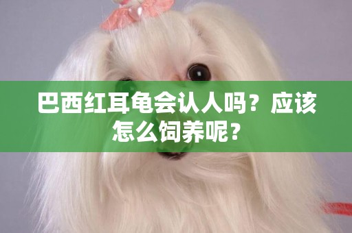巴西紅耳龜會認人嗎？應該怎么飼養呢？