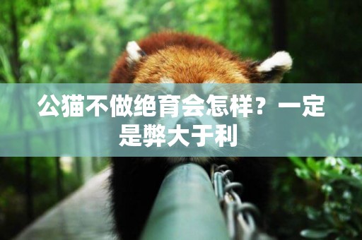 公貓不做絕育會怎樣？一定是弊大于利 