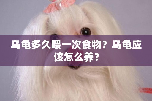 烏龜多久喂一次食物？烏龜應該怎么養？