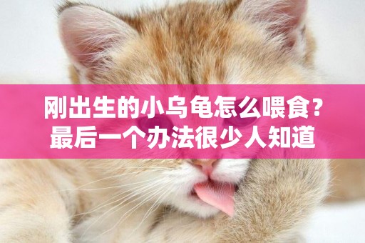 剛出生的小烏龜怎么喂食？最后一個辦法很少人知道