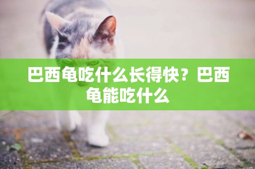 巴西龜吃什么長得快？巴西龜能吃什么