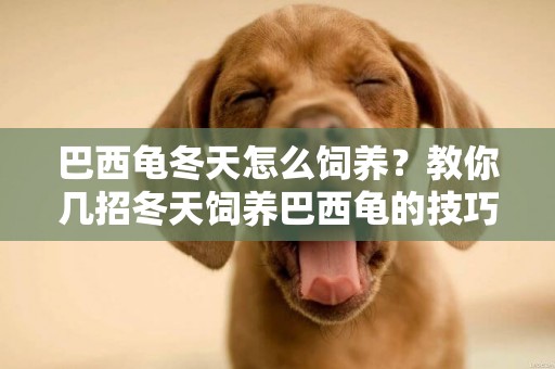 巴西龜冬天怎么飼養？教你幾招冬天飼養巴西龜的技巧！