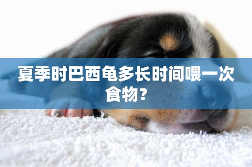 夏季時巴西龜多長時間喂一次食物？