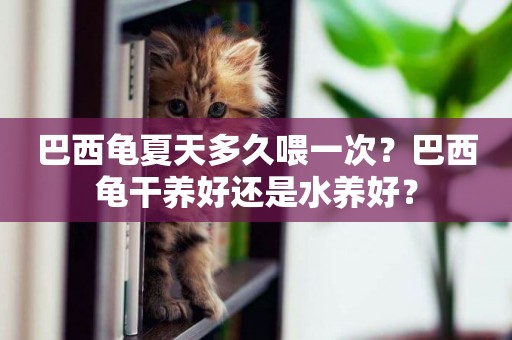 巴西龜夏天多久喂一次？巴西龜干養好還是水養好？