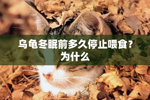 烏龜冬眠前多久停止喂食？為什么