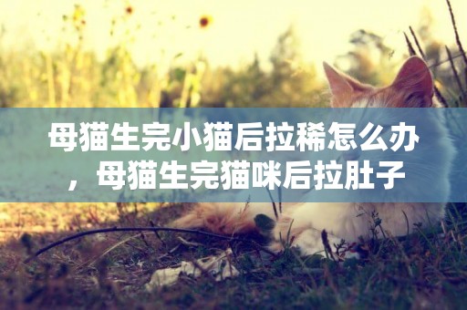 母貓生完小貓后拉稀怎么辦，母貓生完貓咪后拉肚子
